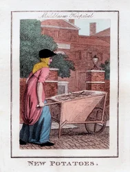 New Potatoes, Middlesex Hospital, London