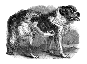 Newfoundland Dog
