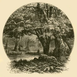 Oaks at Bradgate