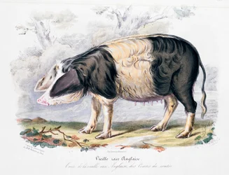 Old English Breed of Pig