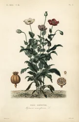 Opium poppy