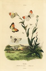Orange tip butterfly, pupa and caterpillar, and blue-spotted Arab
