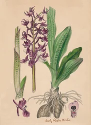 Orchis mascula. Early purple Orchis