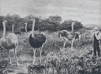 Ostriches