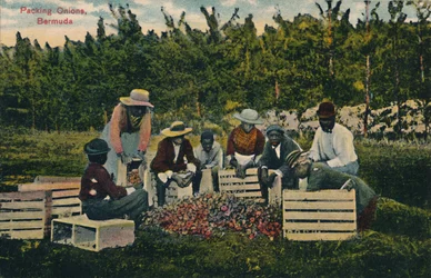 Packing Onions, Bermuda, Early 20th Century