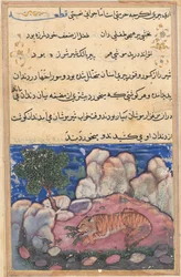 Page from Tales of a Parrot Tuti-nama: Fifteenth night: The lion disturbed by mice, 1558-1560