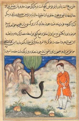 Page from Tales of a Parrot Tuti-nama: Thirty-seventh night: The prince..., c. 1560