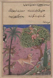 Page from Tales of a Parrot Tuti-nama: Twenty-first Night: The Wolf and the Jackal, c. 1560