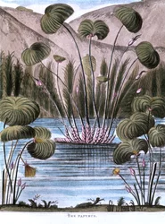 Papyrus Reed, Cyperus papyrus, 1823