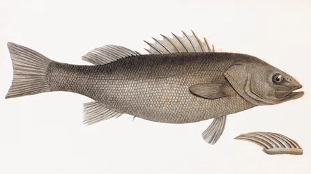 Elongated Perch (close up)