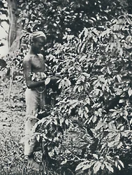 Picking Coffee