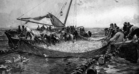 Pilchards, 1900