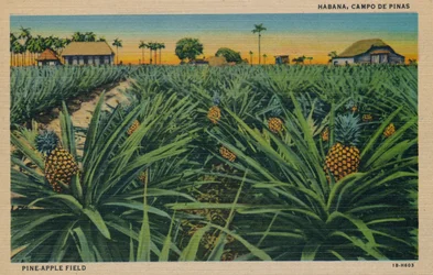 Pine-Apple Field, Habana, c1910