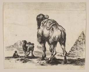 Camel Viewed from Behind with Pyramid at Right, from Various Animals