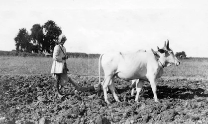 Ploughing in India