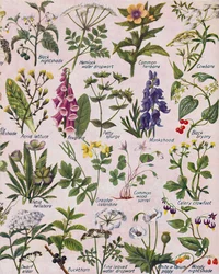 Poisonous Plants Found in the British Isles