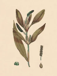 Potamogeton Rufescens. Reddish Pondweed