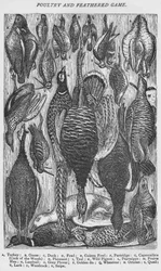 Poultry and Feathered Game, 1907