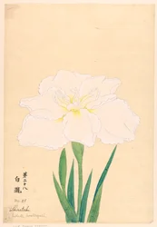 White Waterfall (Shirataki), No. 28