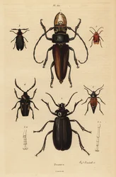 Psalidognathus friendii, Madre de la Culebra, Acanthinodera cumingii, Allocerus dilaticorne, Callipogos barbatus, Anacolus sanguineus and Prionus flavipennis