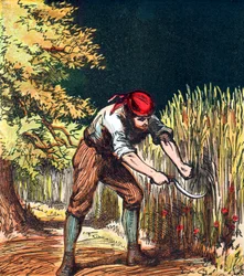 Reaper Beginning to Cut Crop of Wheat with a Sickle