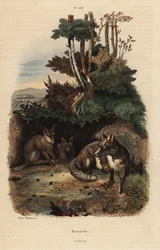 Red Foxes Outside a Den