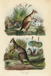 Red kangaroo, Macropus rufus, eastern grey kangaroo, Macropus giganteus, and dusky wallaby, Thylogale brunii