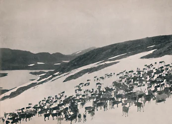 Reindeer on the Mountains, 1914