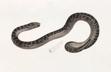Reptiles: A Snake from Delta Book: 