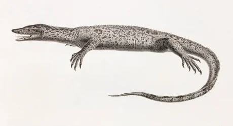 Reptiles: Tupinambis from the Nile
