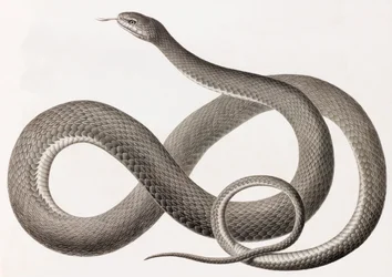 Reptiles: A Close-Up Image of an Illustration of a Snake