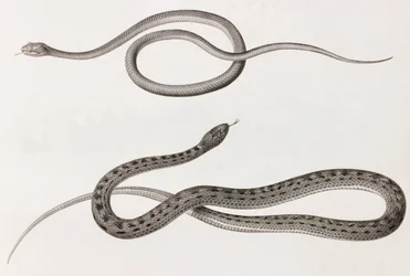 Reptiles: Two Close-Up Images of Illustrations of Snakes