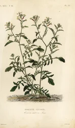 Rocket or arugula