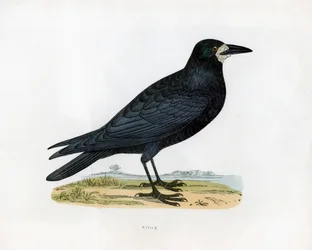 Rook