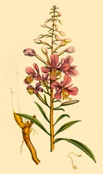 Rosebay Willowherb
