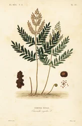 Royal fern, Osmunda regalis