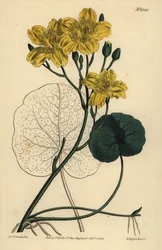 Running buck bean, Menyanthes sarmentosa