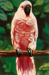 Salmon-Crested Cockatoo