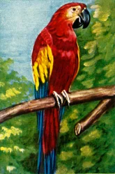 Scarlet Macaw, c1928