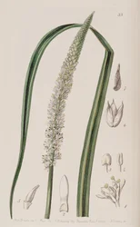 Schoenocaulon Officinale