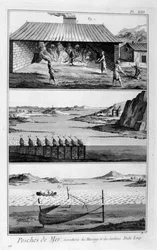 Sea Fishing, Herring and Sardines