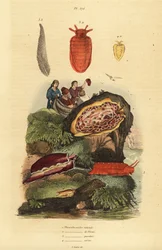 Sea Slugs: Pleurobranchus Reticulatus, Berthellina Citrina, Pleurobranchus Peronii
