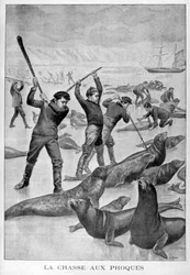 Seal Hunting, Newfoundland