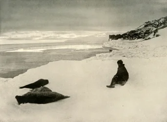 Seals at the Ice-Edge, c1908, 1909