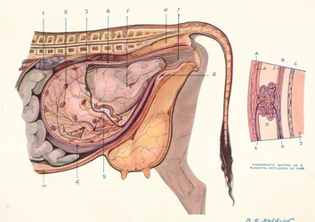 Section of the Abdomen of a Cow, Showing Foetus in Normal Position, c1905-c1910