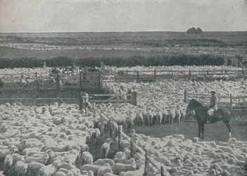 Sheepfolds in Australia