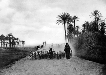 Shepherding Sheep near Cairo, Egypt, c1920s