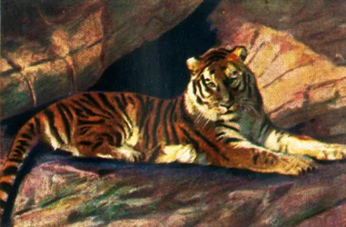 Siberian Tiger