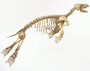 Skeleton of a Harbour Seal (Phoca vitulina) 