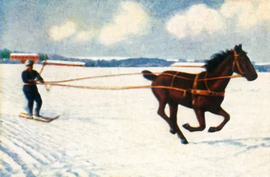 Skijoring in Sweden